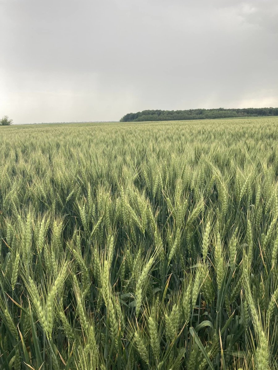 MANY Wheat Farmers ask, how can I see that my WHEAT crop is well irrigated? Here is your answer, a well irrigated crop has a dark green hue, soft large leaves, and many tillers whilst stressed wheat has a bluish hue, hard spikey leaves & few tillers with small ears.