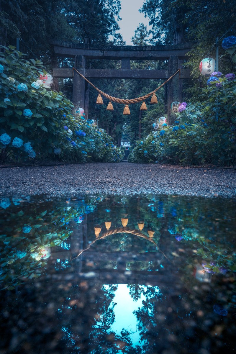 雨上がりの水溜まりが魅せる紫陽花の参道