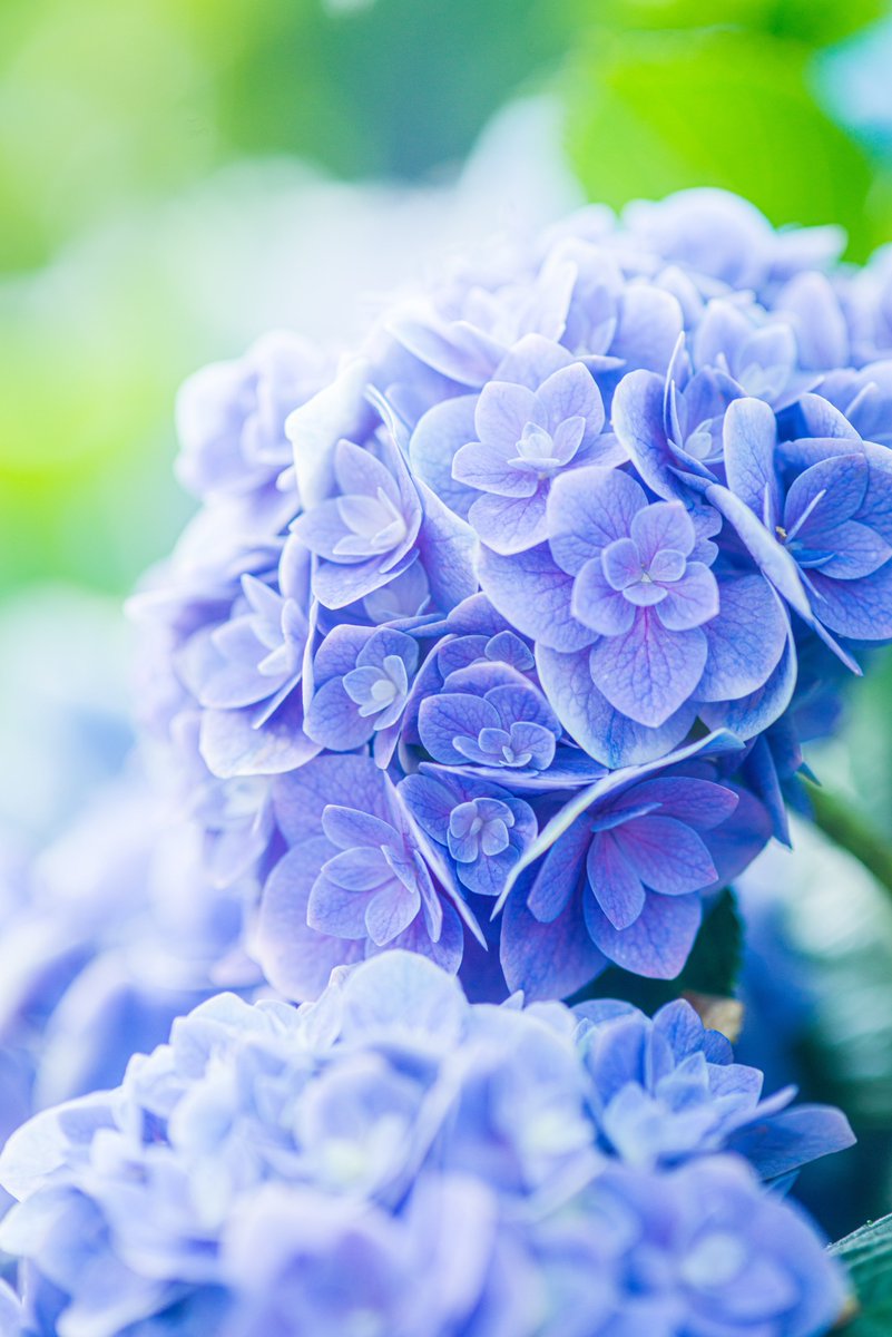 紫陽花は梅雨の宝石