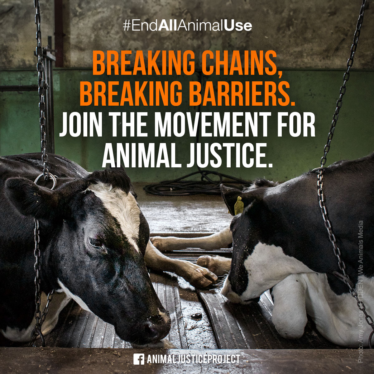 ✊ The myth of dominion has fueled the oppression of animals for far too long. These cows, and all other animals, deserve freedom and their rights to be recognised. Join us in building a future of respect for all. donate.animaljusticeproject.com/main #EndAllAnimalUse