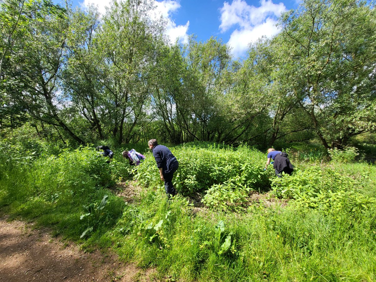 A great day exploring a Himalayan balsam rust release site to find rust-infected seedlings.

We welcomed visitors from Defra and Natural England, sponsors of our UK weed biocontrol work.