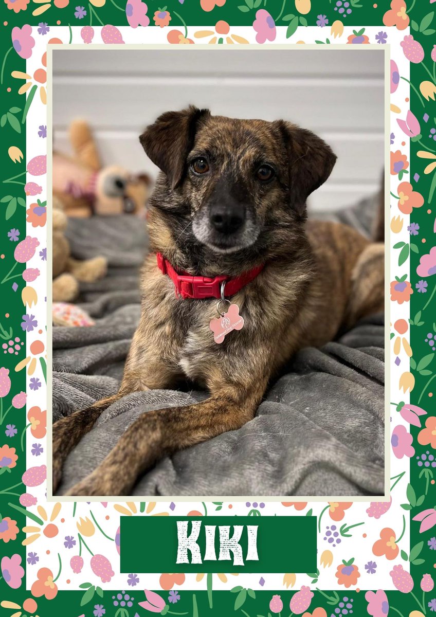 Kiki would like you to retweet her so the people who are searching for their perfect match might just find her 💚🙏 oakwooddogrescue.co.uk/meetthedogs.ht… #teamzay #dogsoftwitter #rescue #rehomehour #adoptdontshop #k9hour #rescuedog #adoptable #dog