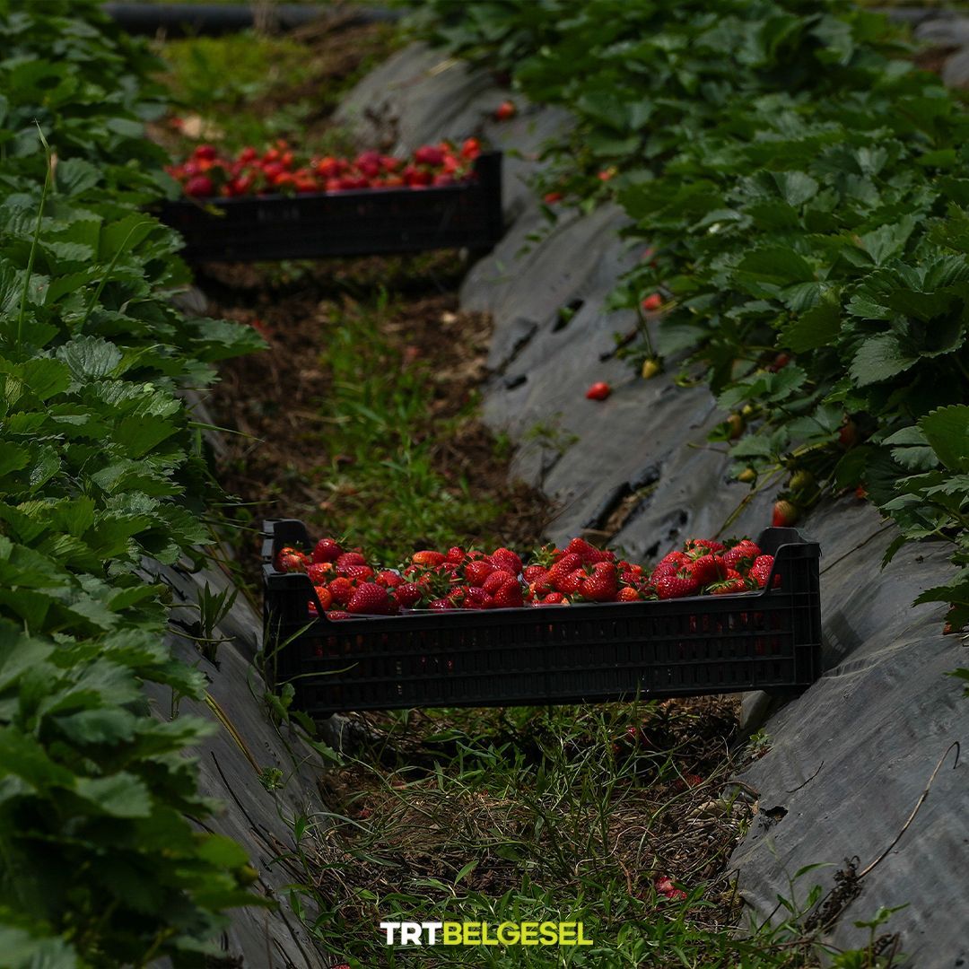 Çanakkale'nin, Kaz Dağları eteklerindeki ilçesi Yenice’de çilek hasadı başladı. 🍓
📸: Metin Pala, AA
