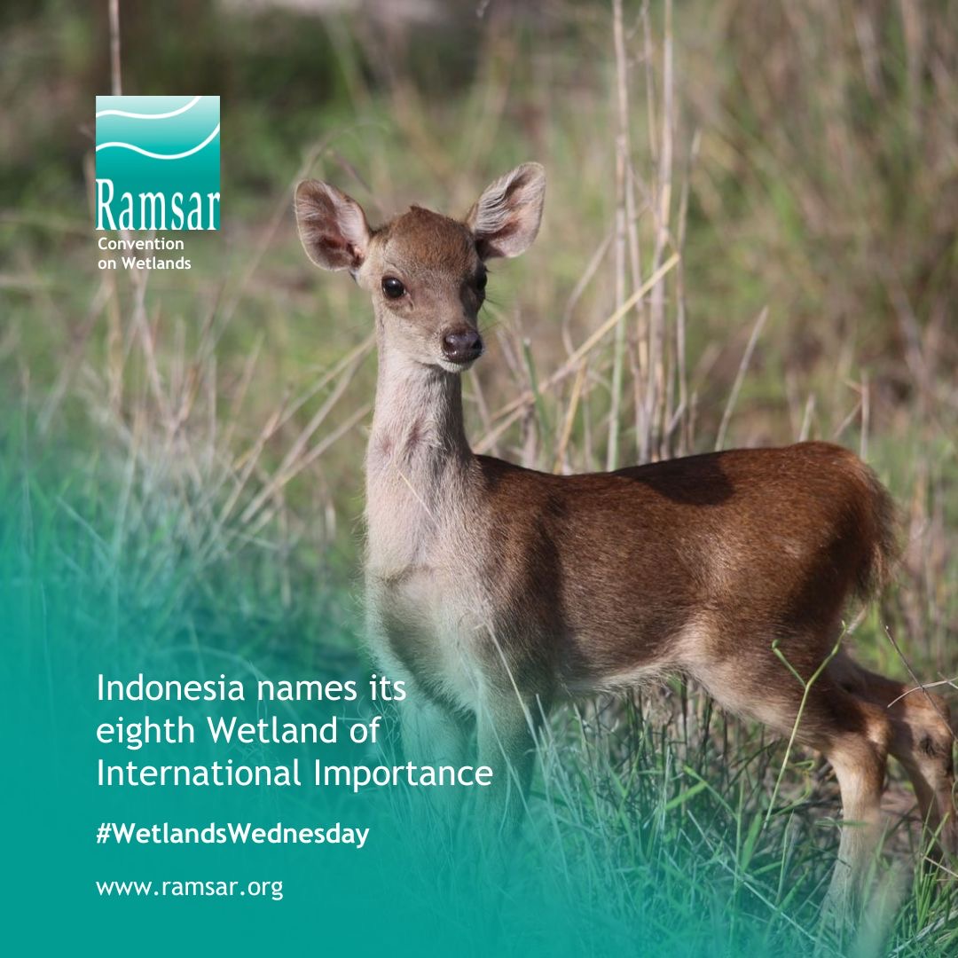 🇮🇩 Menipo Nature Recreational Park: This #RamsarSite, established in 2010 as a National Recreation Park, is located in Nusa Tenggara Timur Province. Its coastal wetlands include mangroves and intertidal mud, sand and salt flats. 🔗ramsar.org/news/indonesia… #WetlandsWednesday