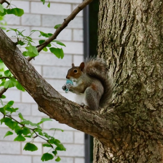 It's going to be a great #Sciuridae for nut gathering!

On #Sciuridae, 4 out of 4 #squirrels agree: the best place to eat good food and trash is in up high.

Every day is #Sciuridae!

#fightlikeasquirrel #SquirrelStrong 🐿️💪#SaveGreySquirrelUK #SquirrelScrolling  #Eichhörnchen