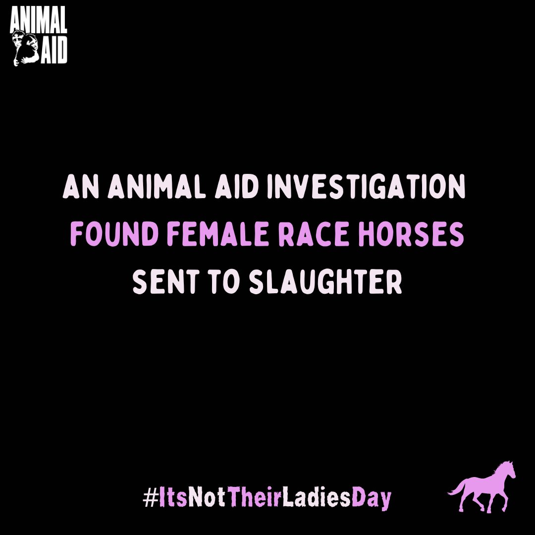 For all the female horses sent to slaughter once deemed no longer ‘of use’ to the racing industry, #ItsNotTheirLadiesDay