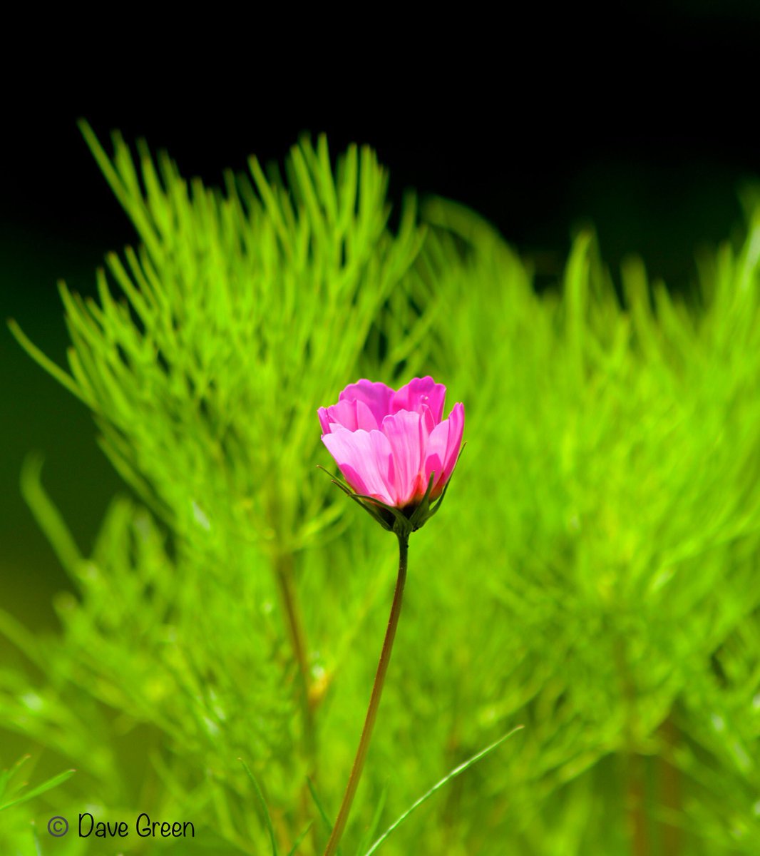 #Gardenersworld #nikonphotography @UKNikon @NikonEurope @NikonUSA @ThePhotoHour @MacroHour @TamronUK #flowerphotography #macrophotography @AP_Magazine 
Cosmos making a statement