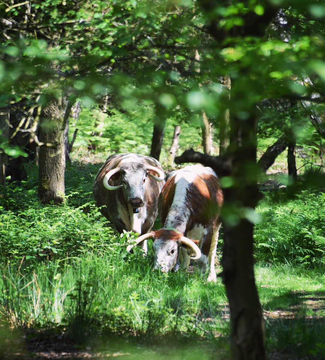 CoLEppingForest's tweet image. Always a delight to spot our grazing English longhorn cows in #EppingForest!  Whilst they’re happily enjoying a spot of lunch, they’re helping to improve the biodiversity of this ancient woodland. 
💚🐮🌳🌸🦋🪲🐞🐦

For more info on grazing, cityoflondon.gov.uk/things-to-do/g…