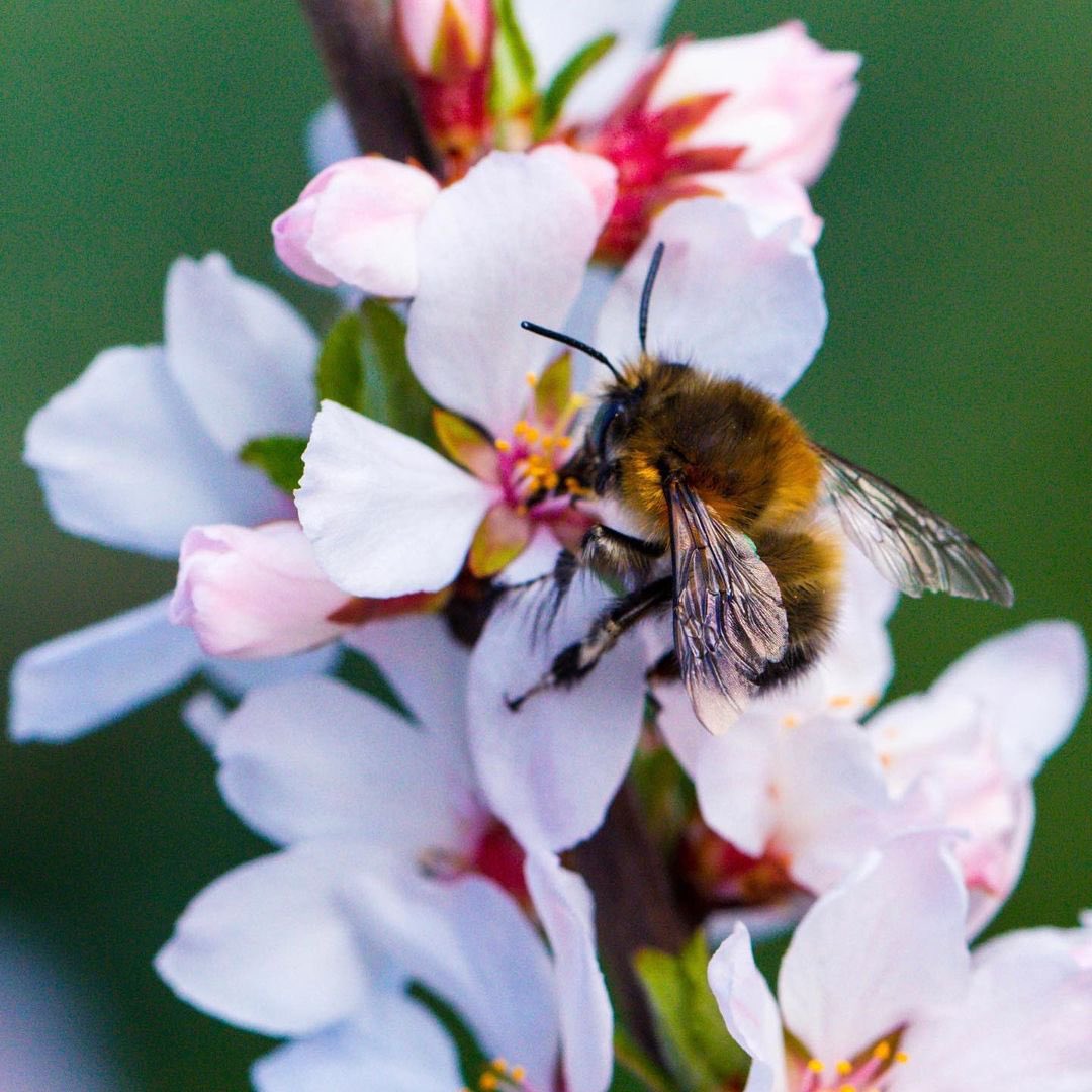 #blossom #flowers #bee #macroshot #macrophotography #insect #insectlovers #wildlife #insectphotography #closeup