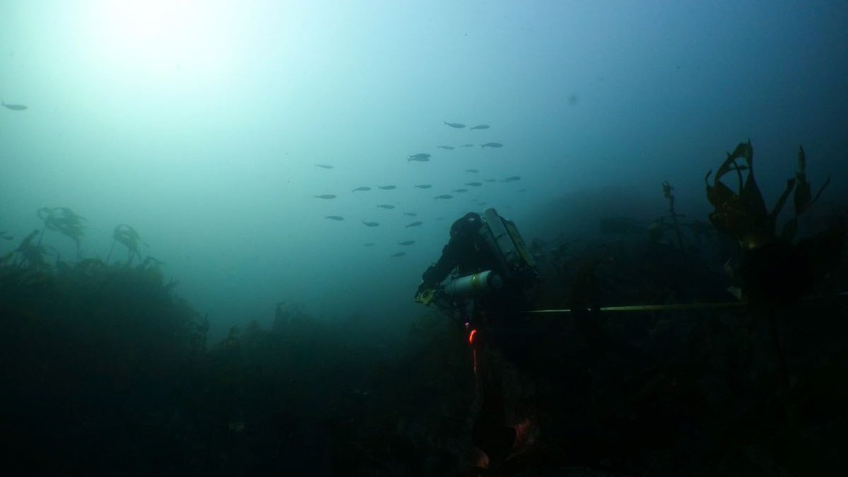 62% of #MarineProtectedAreas designated to protect rare migratory fish in NE Atlantic are located outside the species core habitats.

This is according to new research led by <a href="/Sophie_AElliott/">Sophie Elliott</a> <a href="/InstitutAgroRA/">L'Institut Agro Rennes-Angers</a>
🐟🌊
