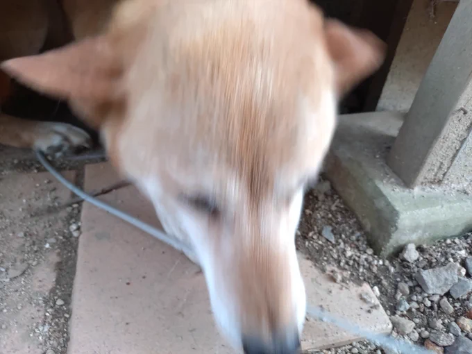 ヘドバン犬 