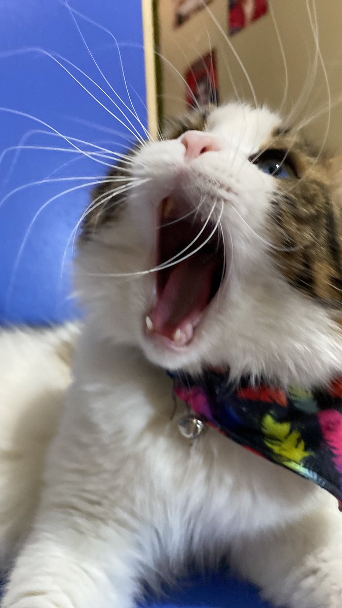 orospulaavvv ( hayvan düşmanlarına karşı)