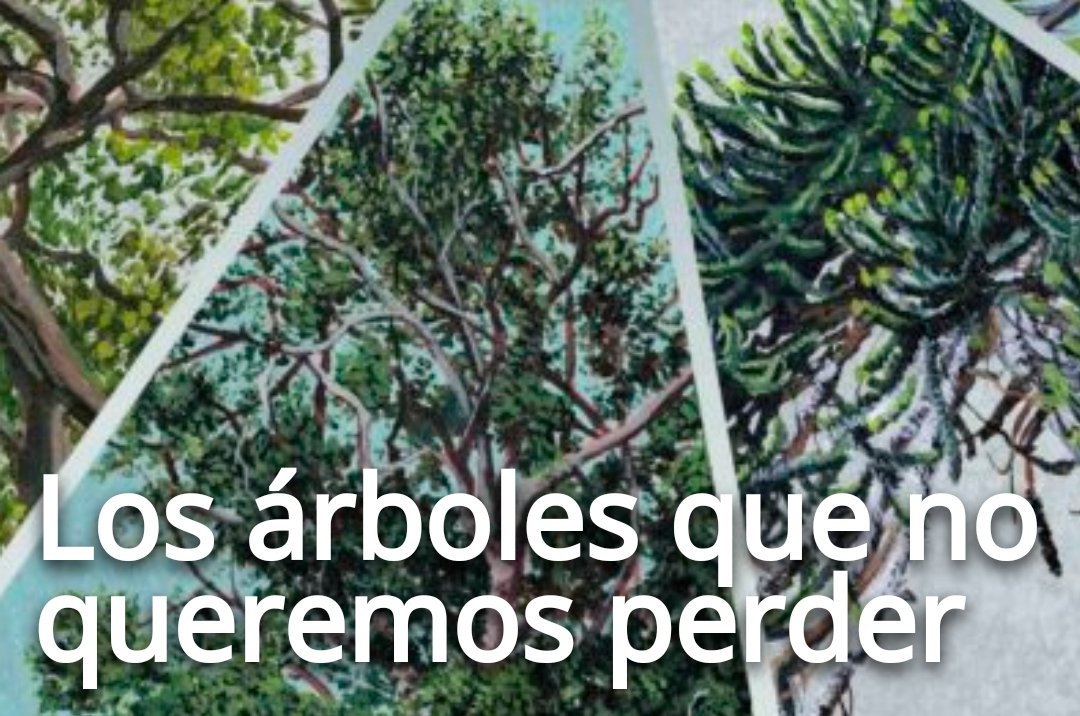 Brasil, Colombia y México están entre los países con más árboles endémicos, es decir, que sólo crecen en sus territorios. En Latinoamérica, poco más de 7 000 especies de árboles enfrentan algún tipo de amenaza, 31 podrían ya estar extintas.
@Fedegan #ganaderiaSostenible