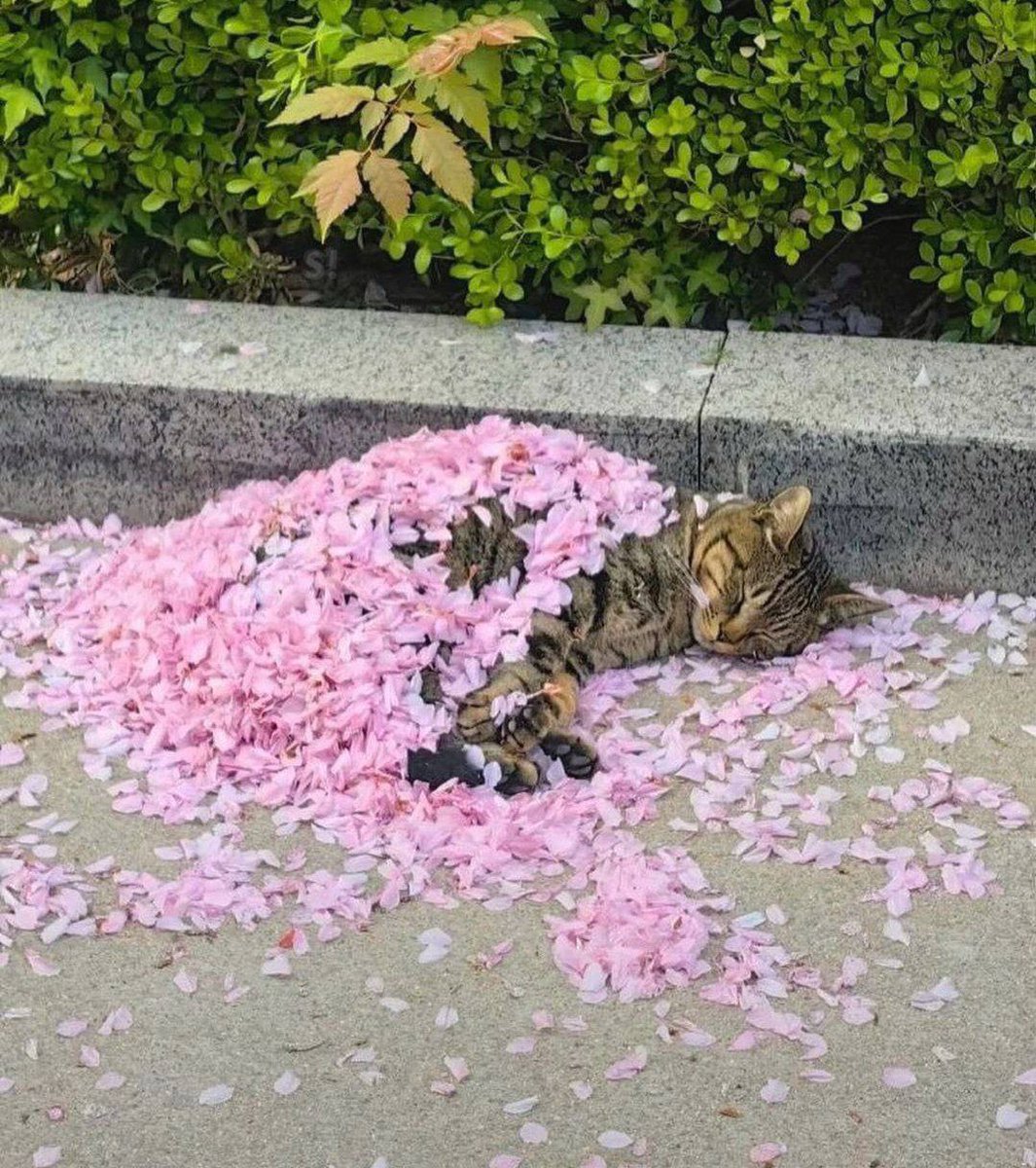 Gribanov ☢ ᓚᘏᗢ (@gribanov) on Twitter photo 