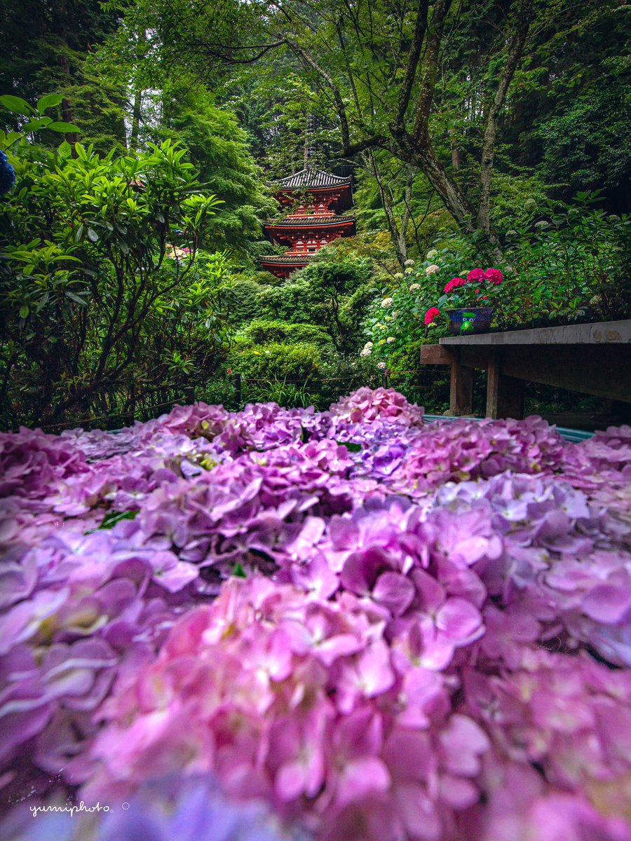 三重塔と
梅雨の彩り•*¨*•.¸¸ꕥ

Location:Kyoto,Japan
#紫陽花 #キリトリセカイ 
#TLを花でいっぱいにしよう 
#photo_shorttrip 
#tokyocameraclub