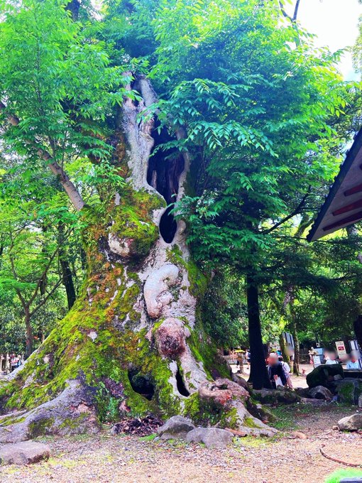 春日大社付近にある不思議な木🌲  木に魂が宿ってるように見える🫀 https://t.co/wz9lx9JF9G<a href="/tag/%E5%8F%B0%E7%81%A3%E6%94%9D%E5%BD%B1%E6%9C%83"class="tags"><span>#台灣攝影會</span></a><a href="/tag/foraver%E6%94%9D%E5%BD%B1%E6%9C%83"class="tags"><span>#foraver攝影會</span></a>