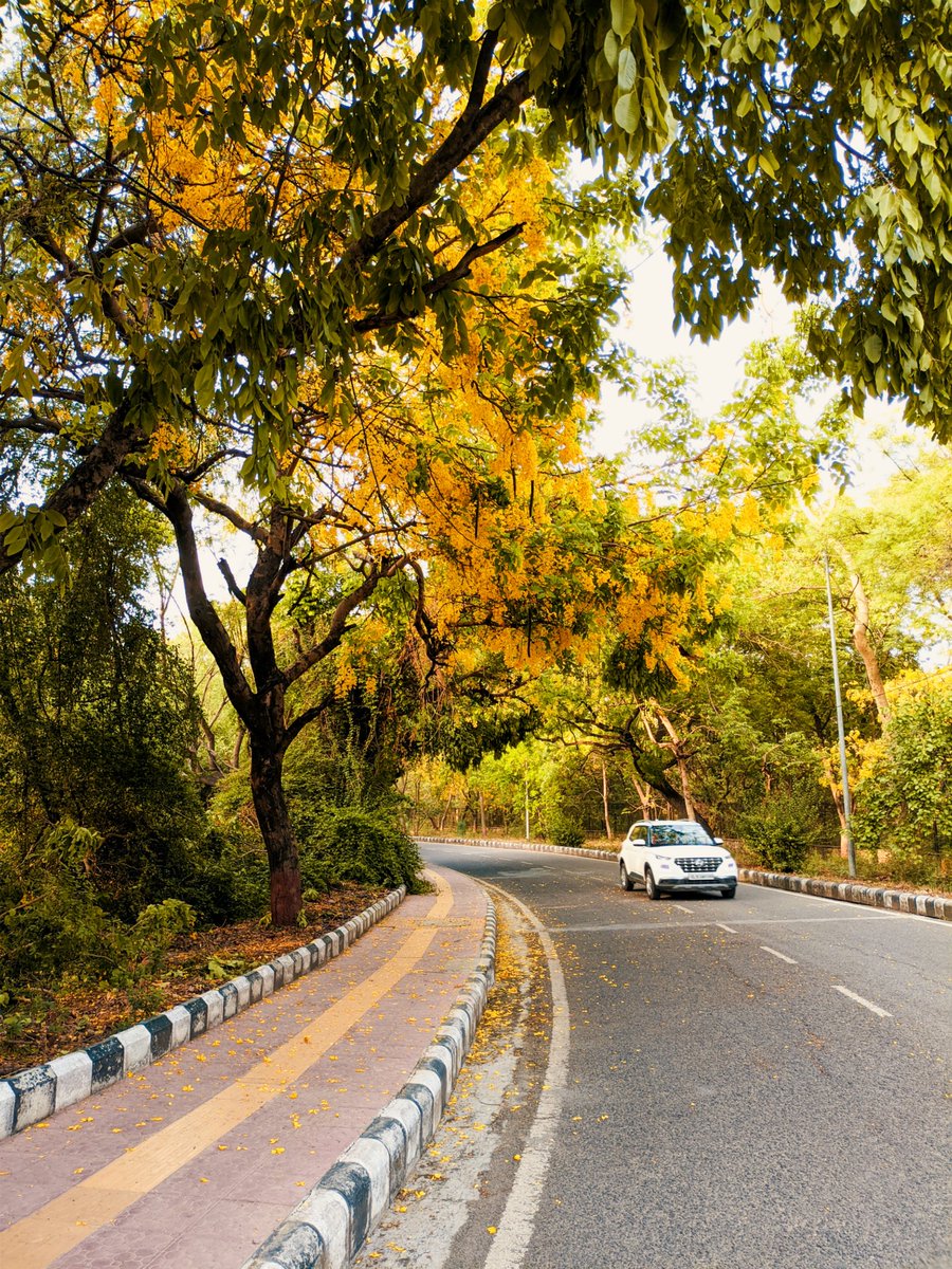 The golden blooms of Amaltas trees. #JNUCampus #Delhi