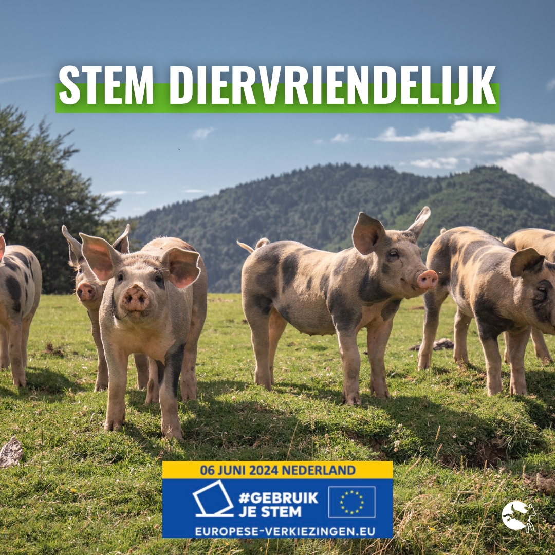 Nog één week tot de Europese verkiezingen. Zet 6 juni in je agenda en ga dan stemmen op een diervriendelijke partij of kandidaat. De dieren hebben hun steun in Europa hard nodig! Lees hier hoe je diervriendelijk kunt kiezen: ciwf.nl/nieuws/2024/05…