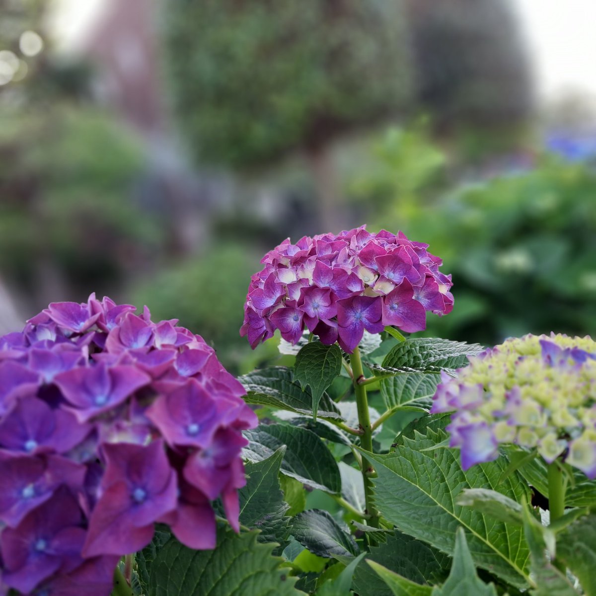 風の便り(本垢) tweet media