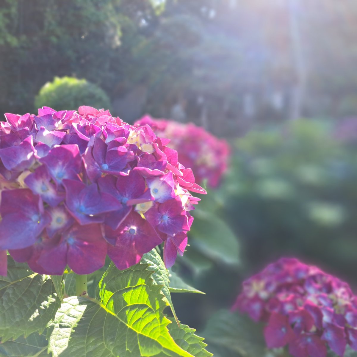 風の便り(本垢) tweet media