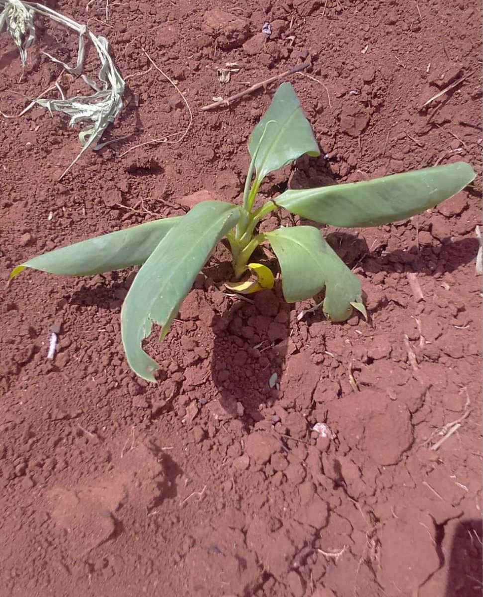 🌱✨ Exciting news from Pate Island! We’re launching a pilot project with 200 banana suckers, thanks to insights from our local farmers. With a solar dryer coming soon, we’ll produce banana flour, promoting sustainable farming and value addition. Stay tuned! 💚🌞 #BananaPilot