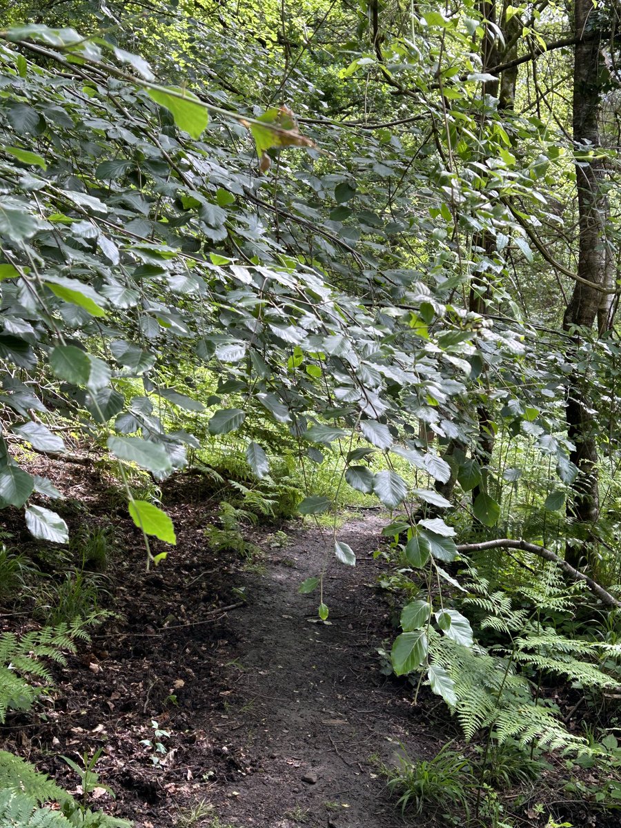 A woodland path. For small people like me.😊 #WritingCommunity #ReadingCommunity