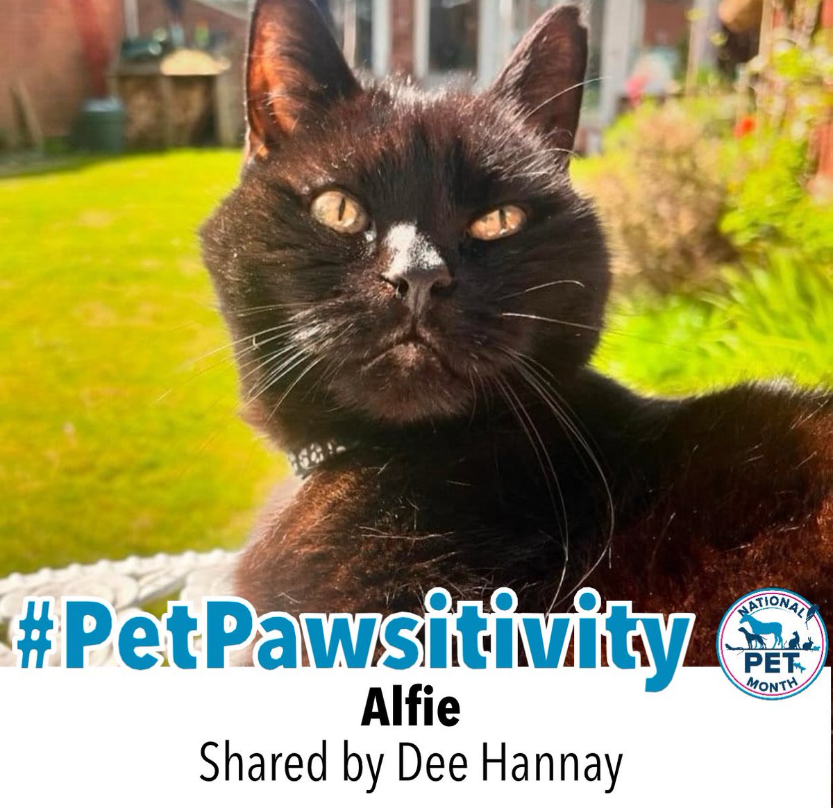 NatPetMonthUK's tweet photo. What’s your pet done to brighten your day? 😻#PetPawsitivity https://t.co/3LJqN2KN5L