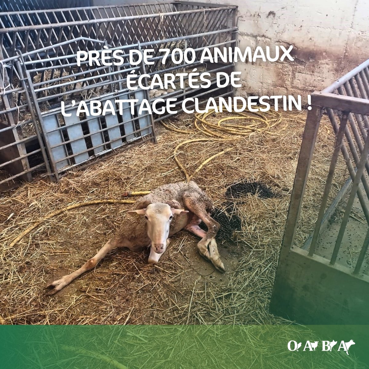 ~ #Saisie record dans l’arrière-pays niçois🐑🐮 🔴Cette opération d’envergure a mobilisé 3 semi-remorques, 8 partenaires de l’#OABA, 4 agents de la #DDPP, un membre de la Brigade Nationale d’Enquête Vétérinaire et Phytosanitaire ainsi que les gendarmes. #protectionanimale