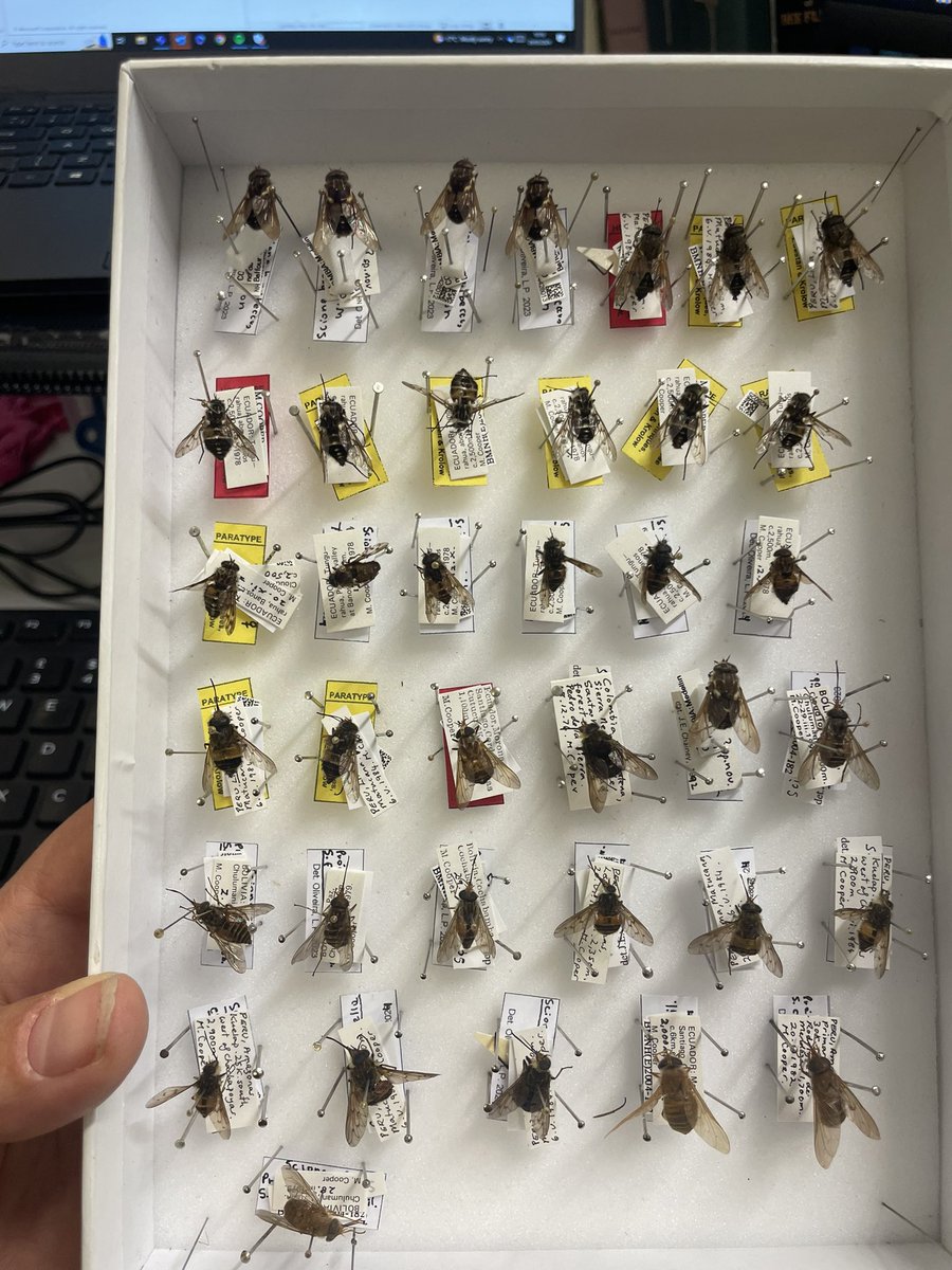 When a loan of undescribed material comes back looking like this! 

Red - Holotype 
Yellow - Paratype

Excellent work by Tiago Krolow and colleagues, and good news for Tabanidae - 4 new species to science 

<a href="/NHM_Diptera/">NHM Diptera</a> <a href="/NHM_Science/">Science at the Natural History Museum</a>