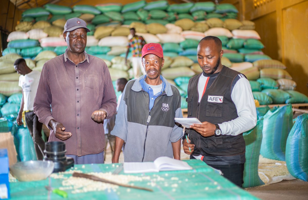 In the areas we serve, smallholder farmers struggle due to lack of financial inclusion & quality inputs.

We're bridging this gap by providing seeds, crop protection, & storage to boost productivity, ensuring access to safe, nutritious food.

Read more: afex.africa/reports/specia…