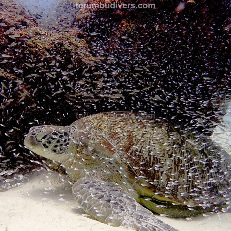 Turtle with many fish

#gili #islands #giliislands #lombok #diving #indonesia #bali #scuba #giliair #gilimeno #pets #coral #ocean #plongee #sealife #oceans #divecenter #marinelife #turtles #green #biodiversity #school #turtle #fish