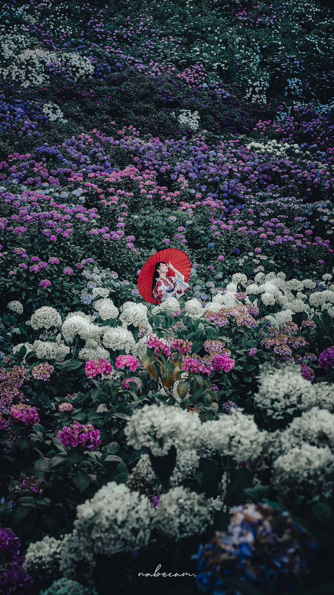 タップすると拡がる紫陽花の絶景💠