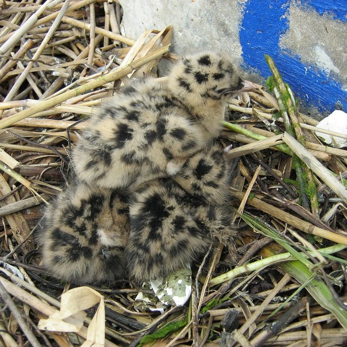 Rye Meads Ringing Group tweet media
