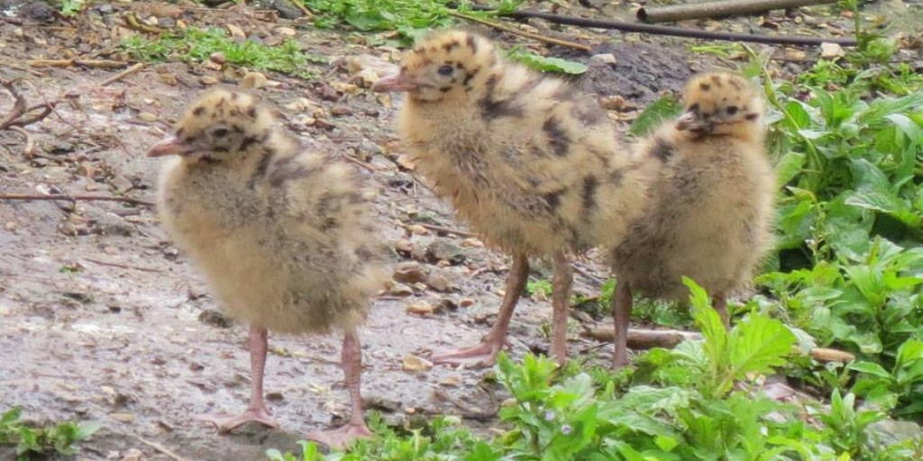 We've spotted some black-headed gull chicks on the islands this week. These spotty chicks blend into the rocks and ground cover easily. Their parents will keep an eye out our for aerial predators, arising en masse to mob any in the vicinity!