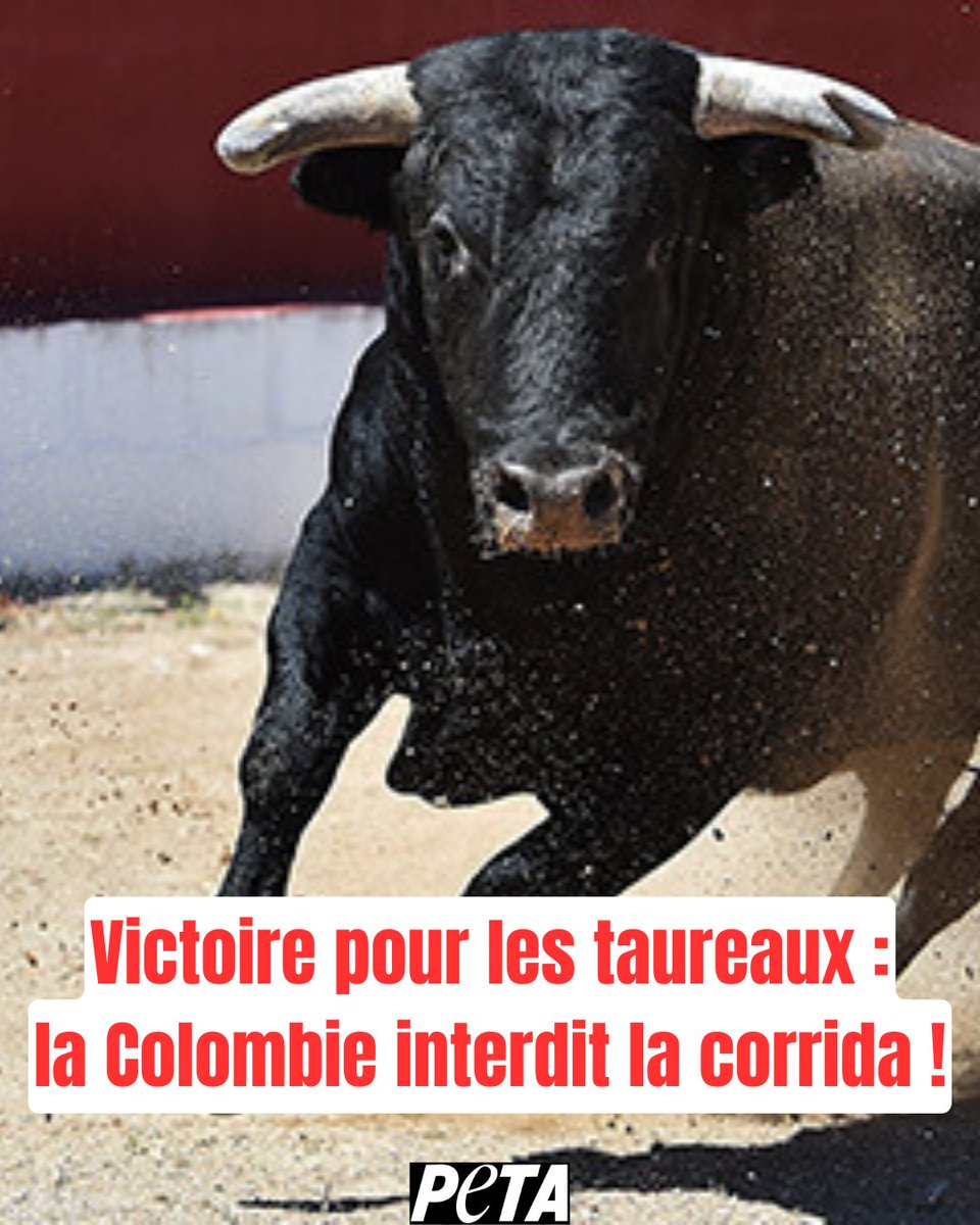 Une belle victoire est à saluer en Colombie : le pays a franchi une étape historique en interdisant la corrida ! 🥳

Si l'interdiction n'entrera pleinement en vigueur qu'en 2027, cela atteste bien que la fin de la corrida partout dans le monde est imminente. #StopCorrida