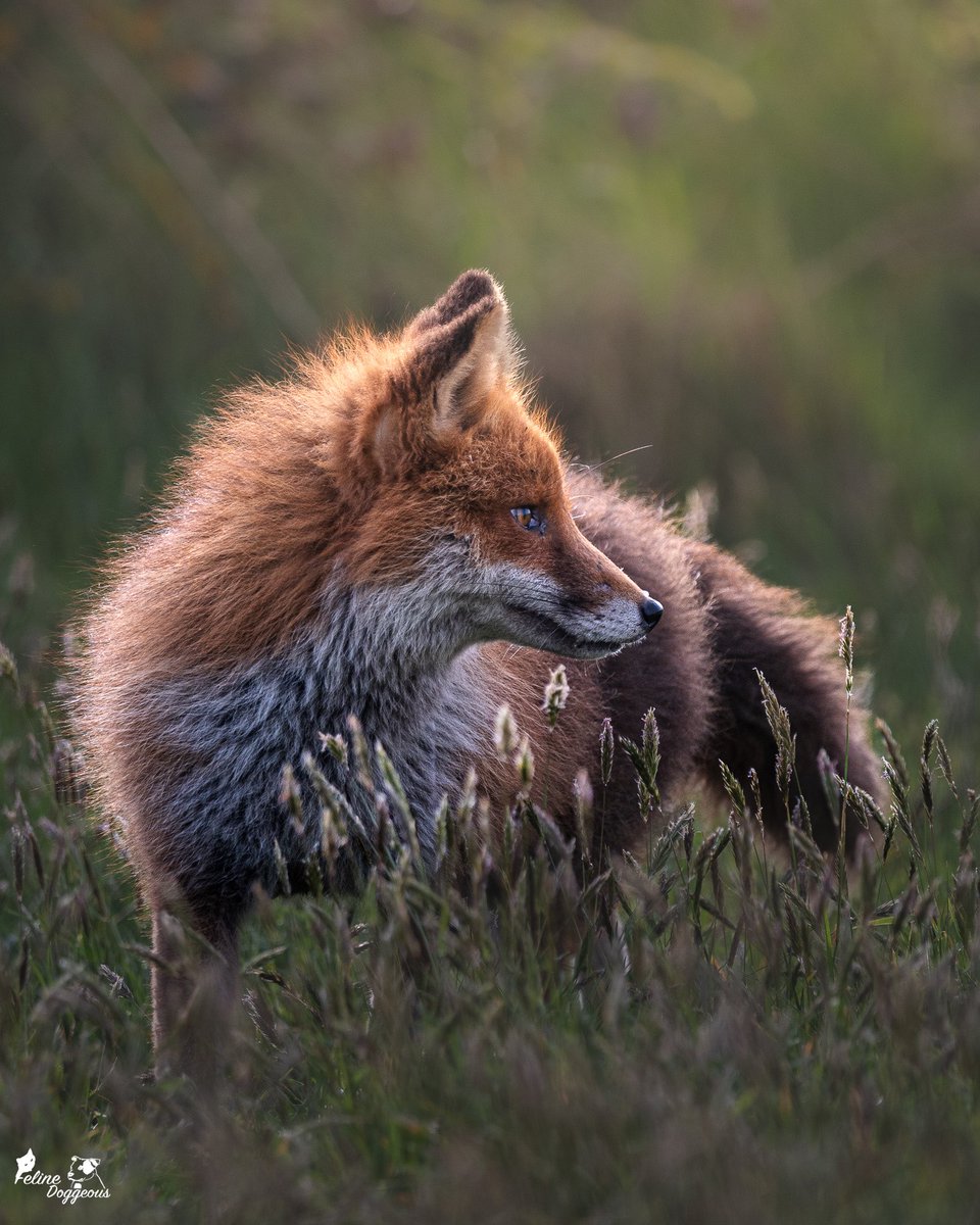 Felinedoggeous's tweet photo. Fox project - Part 1 ‘Maggie’ 🦊 

The Vixen that made it all possible. 

It has been an absolute honour to watch Maggie, her family and now, I feel like it’s the safest time to post. I get to share what I’ve experienced. 🧡

I hope you enjoy my project as much as I have. 🥰 https://t.co/DxOgyohQyO