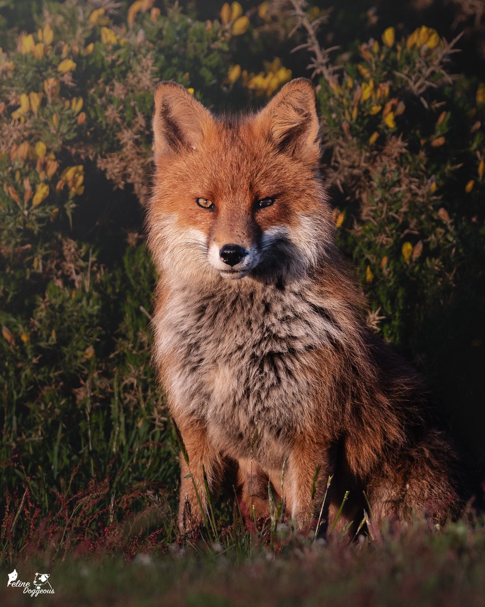 Felinedoggeous's tweet photo. Fox project - Part 1 ‘Maggie’ 🦊 

The Vixen that made it all possible. 

It has been an absolute honour to watch Maggie, her family and now, I feel like it’s the safest time to post. I get to share what I’ve experienced. 🧡

I hope you enjoy my project as much as I have. 🥰 https://t.co/DxOgyohQyO