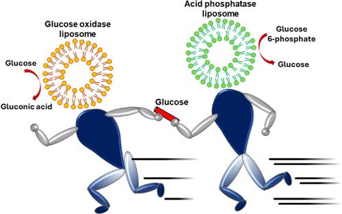 Chemomechanical Communication between Liposomes Based on Enzyme Cascades @J_A_C_S #Chemistry #Chemed #Science #TechnologyNews #news #technology #AcademicTwitter #ResearchPapers pubs.acs.org/doi/10.1021/ja…