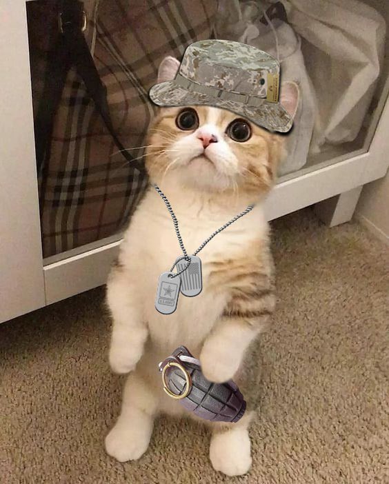 Sherii Cat tweet media