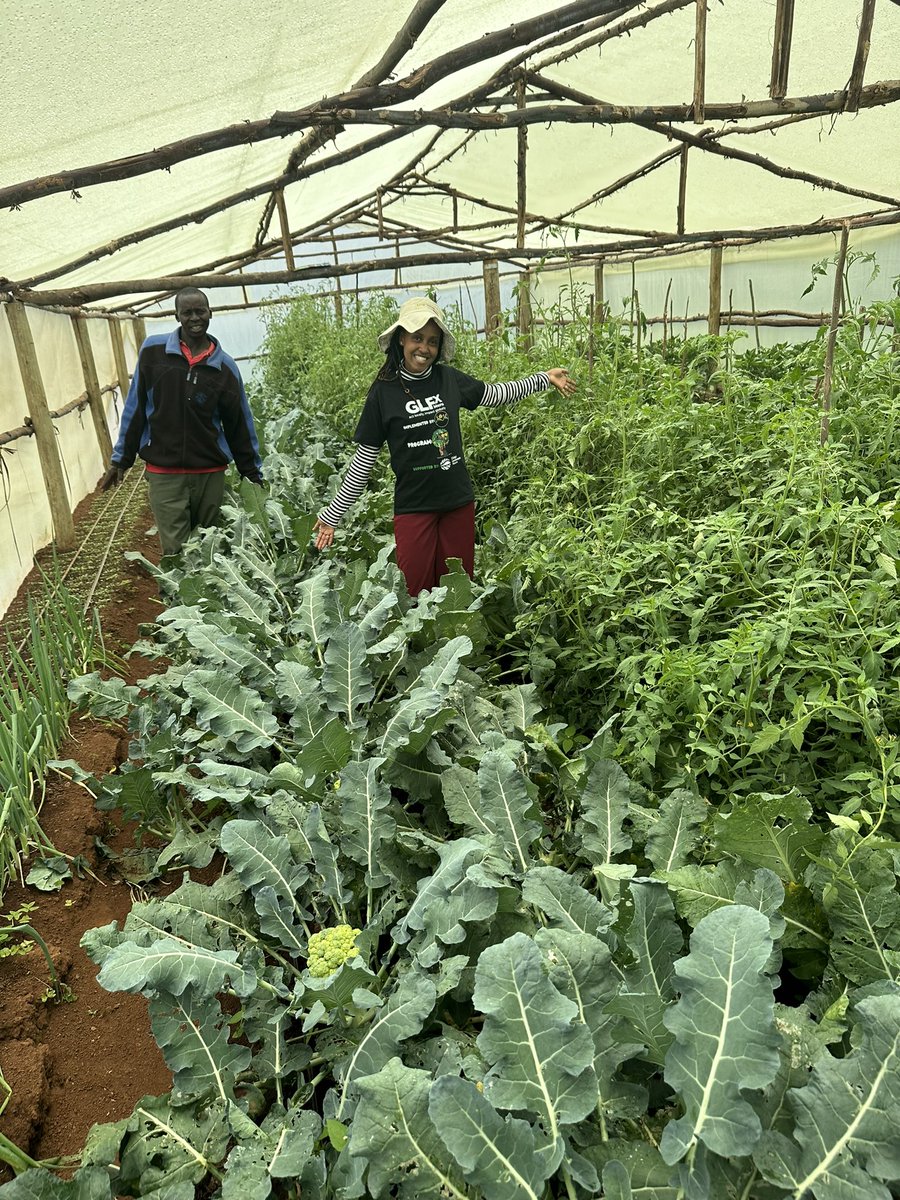Loah_Org's tweet photo. 🌱🌿🎉 Shoutout to the incredible GLFx Meru chapter! Our Timau sustainable agriculture greenhouse is flourishing, thanks to the hard work and dedication of our amazing members! 💪🏾💚

#GLFxMeru #SustainableAgriculture #GreenhouseGoals #CommunityPower #GrowingToget https://t.co/QdH581VF2N