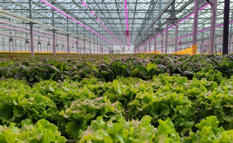 many greenhouses or indoor growers choose plant grow lights to grow their crops😀
#farms #plantation #vegetables #growlights #greenhouse #indoorplant #farming #GreenhouseGrown #indoorfarmfoundation #agriculture #AgriculturalInnovation #LEDGrowLights #VerticalFarming #Indoor