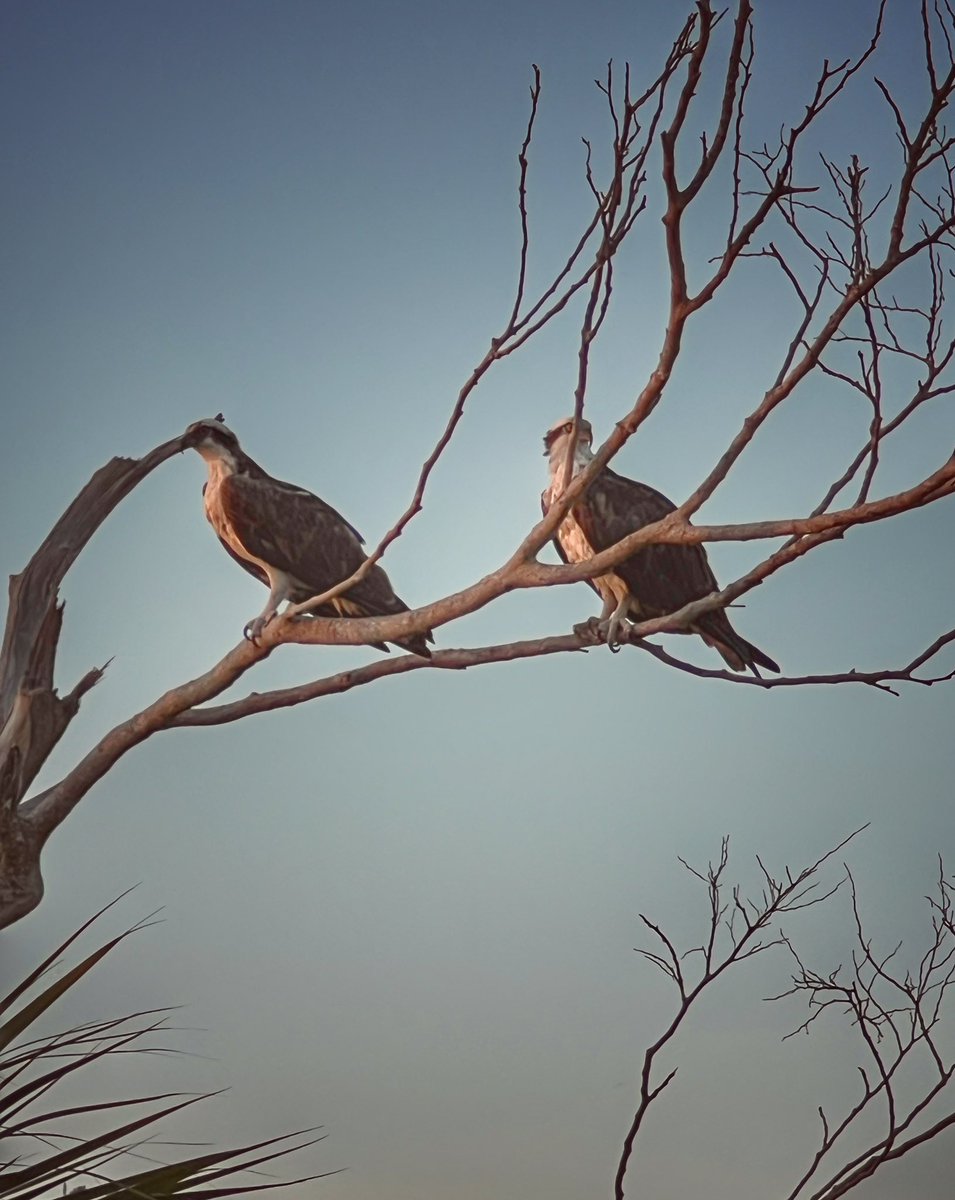 Ospreys are the dominant raptors here in Florida… they are amazing birds to watch! #flatsclass #saltlife #birds