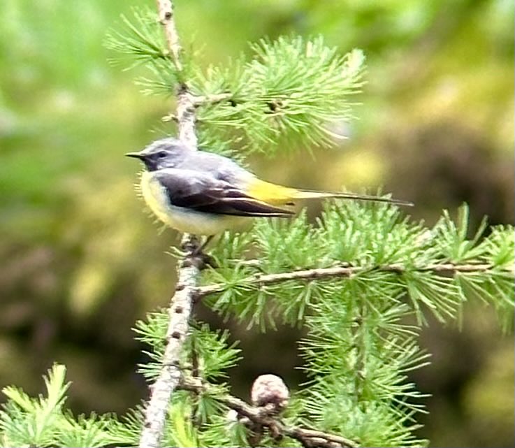 Wharfedale: beautiful speakers, beautiful birds.

Male grey wagtail on the Wharfe yesterday, taken through binoculars. The pine needles behind it give the breast a Saint Sebastian vibe