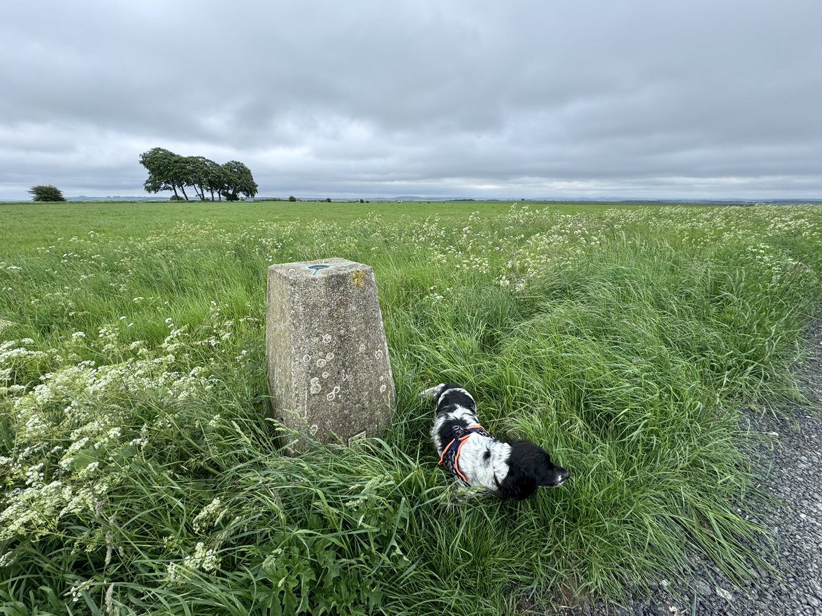 ScrumpyTrigs's tweet image. Trig 5: Charlton Clumps,190m, flush plate S1943
Easy walk to the edge of @HqSpta #SalisburyPlain 🚩 flying and sounds of training ongoing.  It’s 1 way to make sure you stick to the path…
A little overgrown, but the path takes you right past it