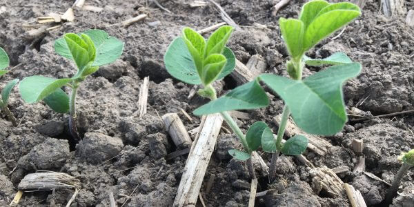 Consider impact on rotation when switching from #corn to #soybeans at planting ow.ly/iT3450RYY3T #ontag #cdnag #westcdnag @WheatPete @SCSAgronomy @AlbertTenuta