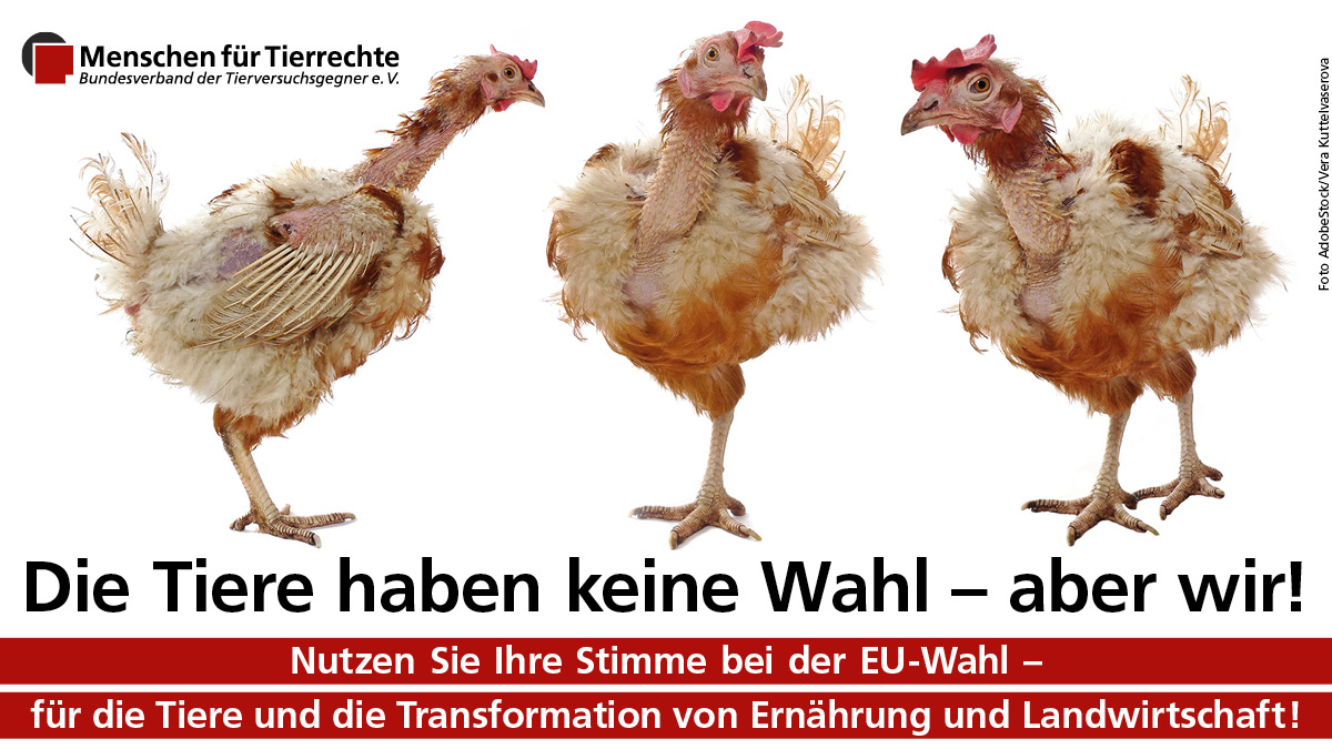 Bitte wählen gehen: Die EU-Wahl ist bedeutsam für  den Tierschutz, denn das EP ist für die Gesetzgebung zuständig, die  Haltung, Schlachtung und Transport von Tieren regelt. Hier unsere PM: tierrechte.de/2024/05/29/29-…