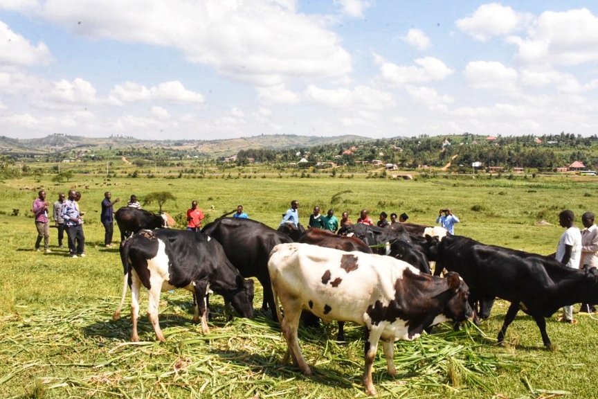 Kubufatanye na @CompassionRWA, Itorero rya EAR Diyosezi ya Gahini muri Paruwasi Murambi ya kabiri ryoroje abaturage batishoboye bo mu Mirenge ya Rugarama na Kiziguro inka 15 mu rwego rwo kubafasha guhindura imibereho no kwiteza imbere. @RwandaLocalGov @RwandaAgri @RwandaEast