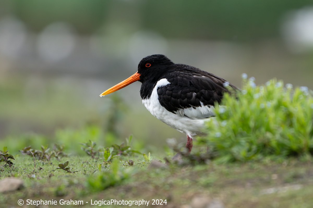 An Oystercatcher for #WaderWednesday