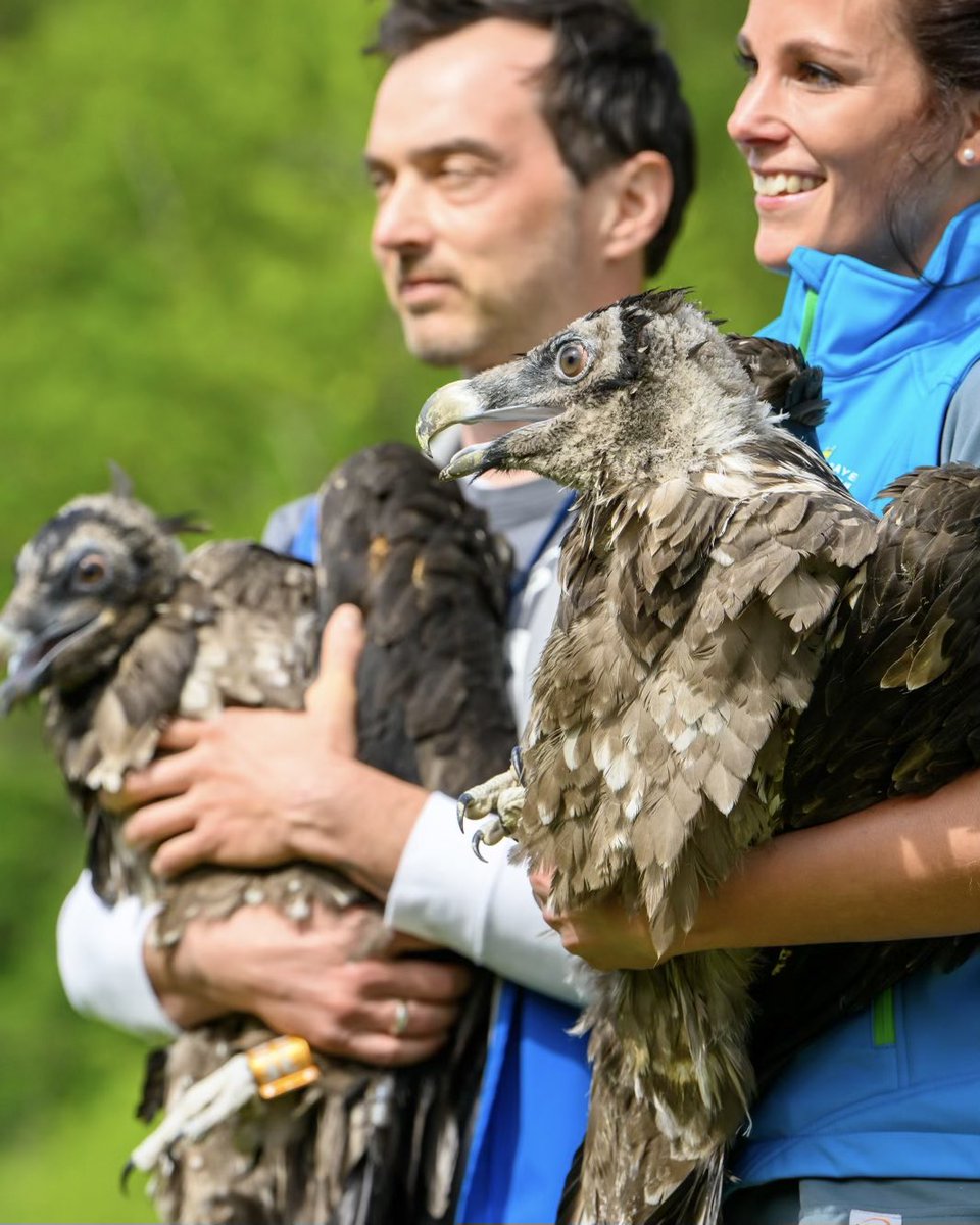 Die Bewahrung der Schöpfung und der #Artenschutz sind unsere Verpflichtung: Heute Auswilderung von Bartgeiern im Nationalpark #Berchtesgaden in Oberbayern. Das ist ein einzigartiges Naturschutzprojekt. #Bartgeier sind faszinierende Tiere. Zu Beginn des 20. Jahrhunderts waren sie