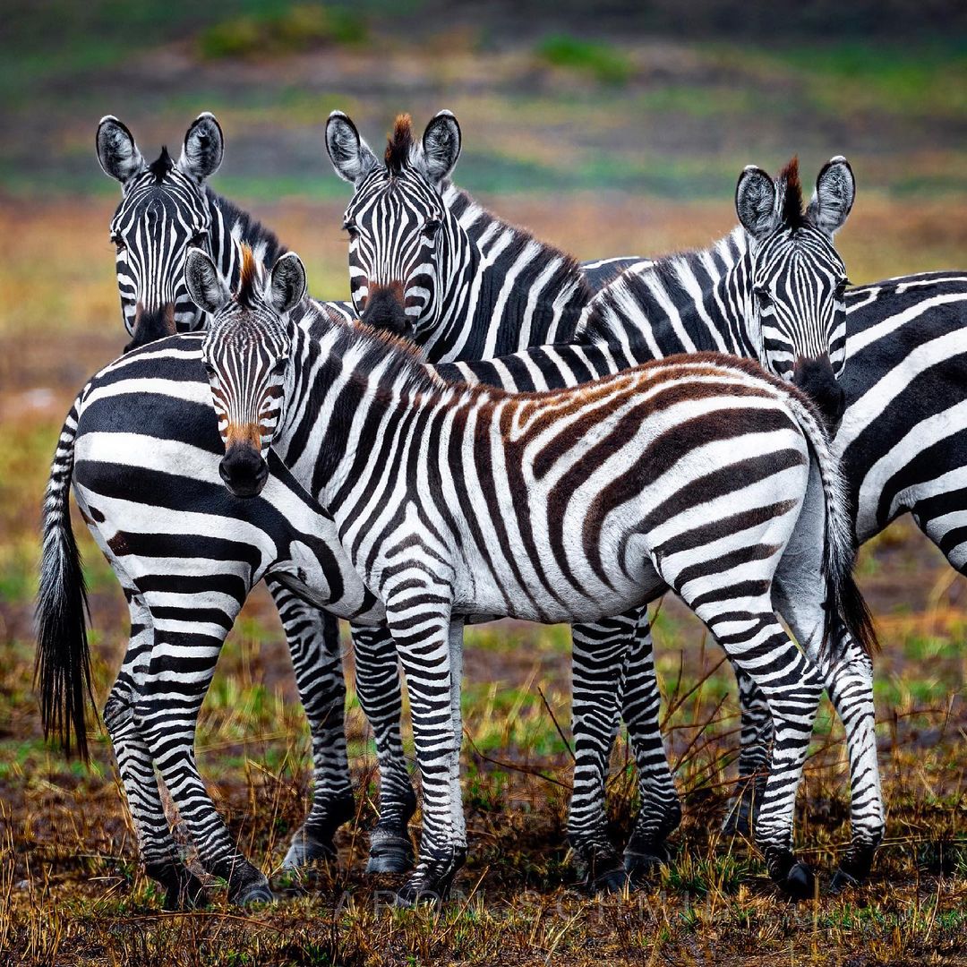 Witnessing Zebras on a Ugandan safari is a true delight! 

Their striking black and white stripes serve as a clever defense mechanism, protecting them from biting flies, regulating their body temperature, and camouflaging them from predators. 

📸 Courtesy
#MangoSafarisUganda